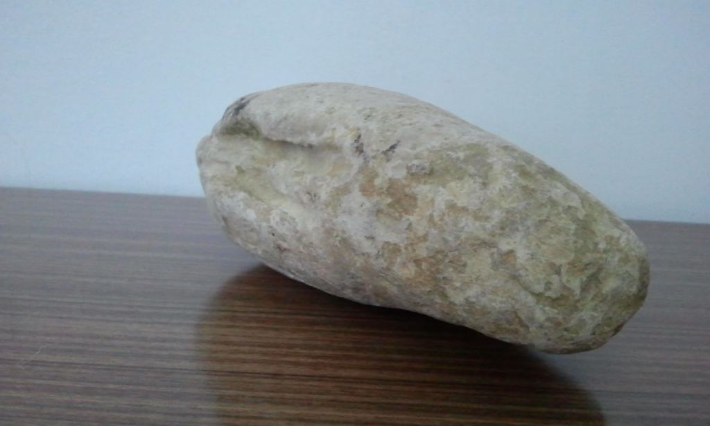 Panopea Glycymeris ????